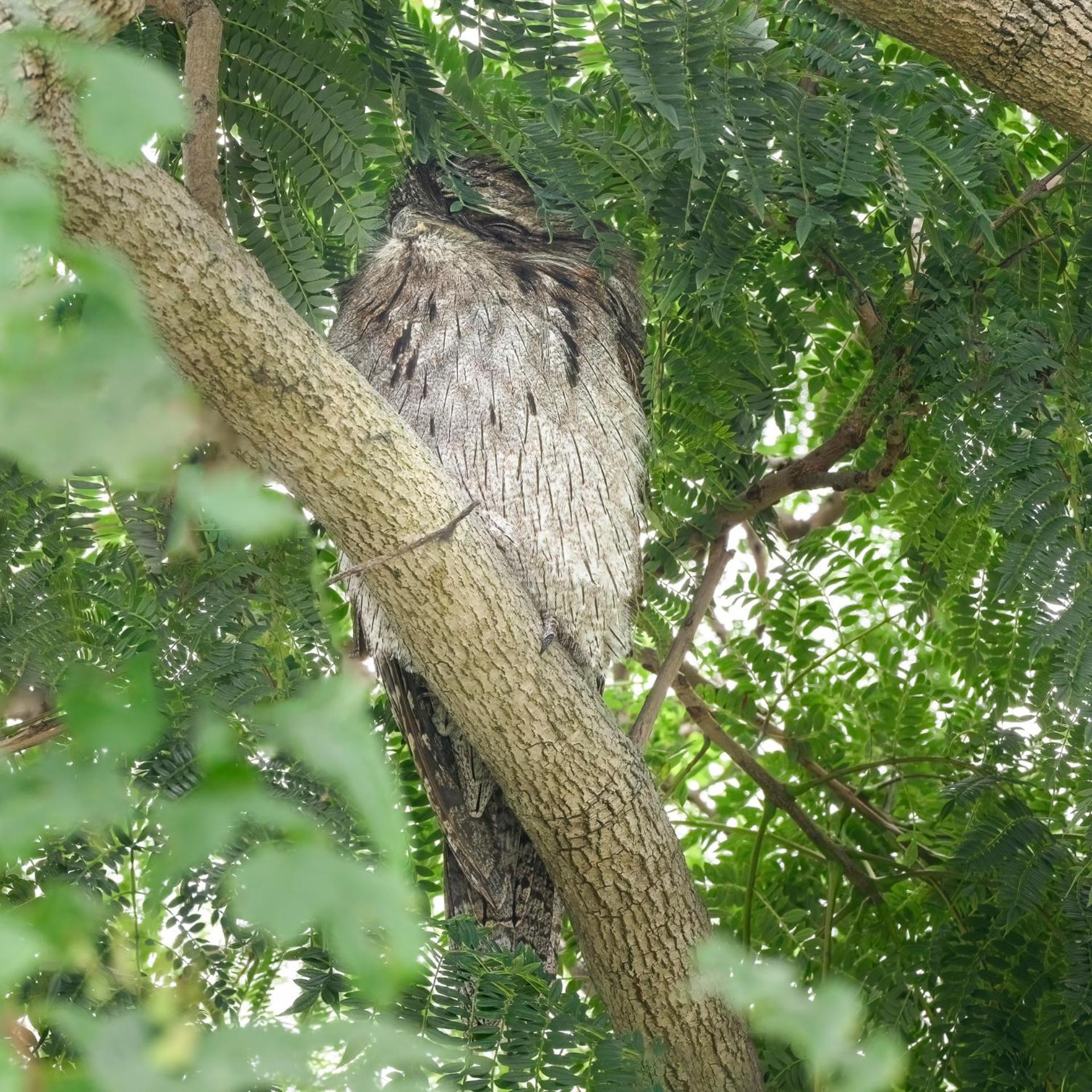Tiny Nest